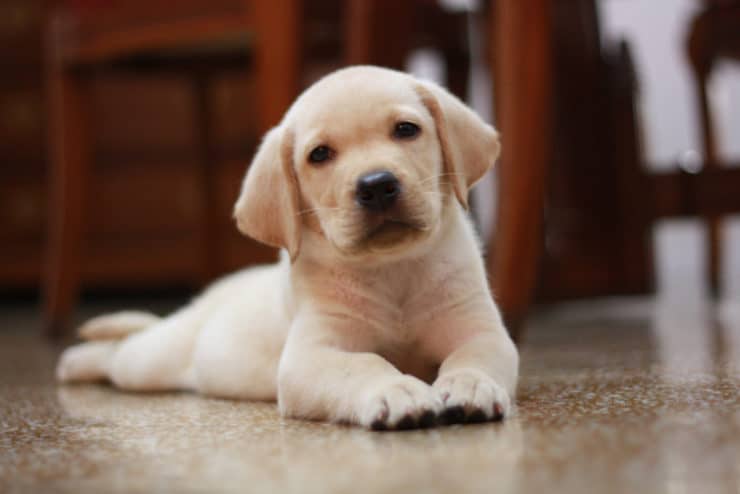 Labrador puppy lying on the floor