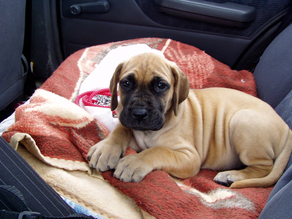 Great Dane puppy lying in a car