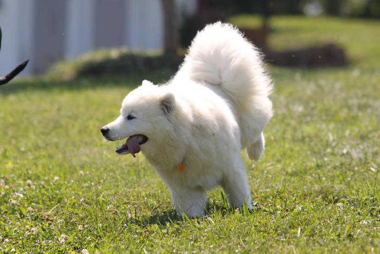 A Samoyed dog running off leash