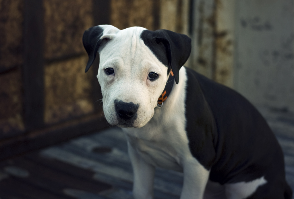 blue nose pitbull puppy photo