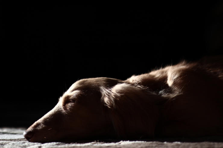 brown dachshund lying on a floor