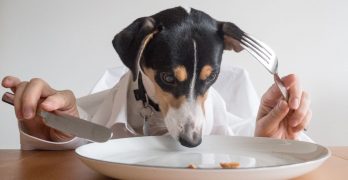 A dog looking into the plate