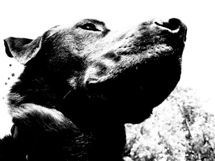 Alert Labrador dog's head in black and white