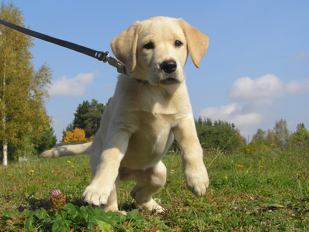 labrador puppy on a leash