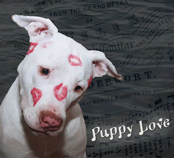 Pit Bull head covered with kisses