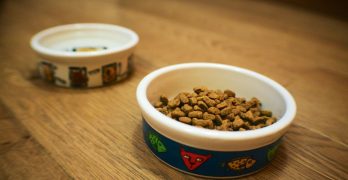 Purina dog food kibbles in a bowl.