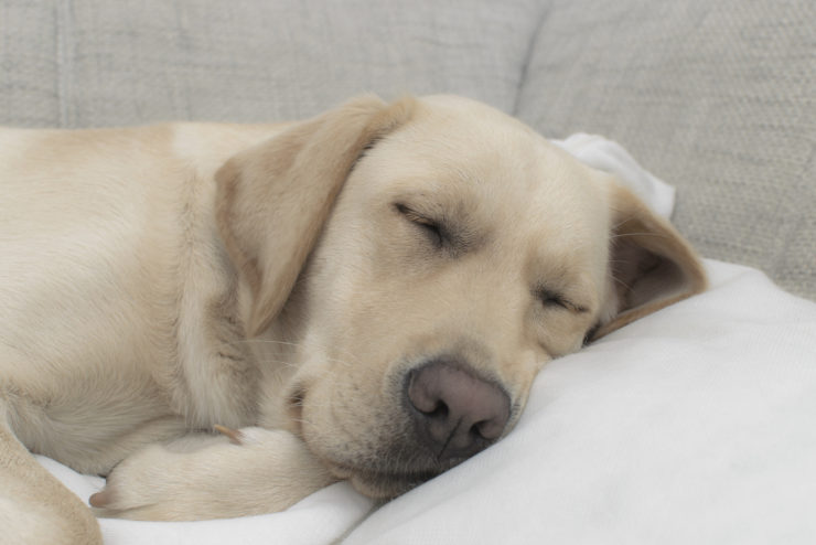 yellow labrador asleep