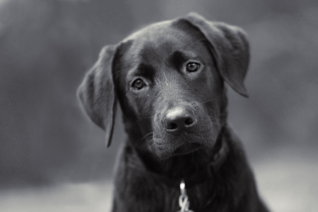 non shedding labrador