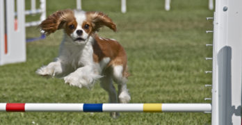 dog training at agility course