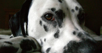 dalmatian dog's head on the floor