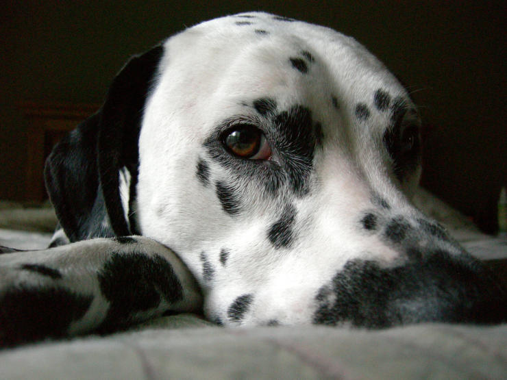 dalmatian dog lying on his bed