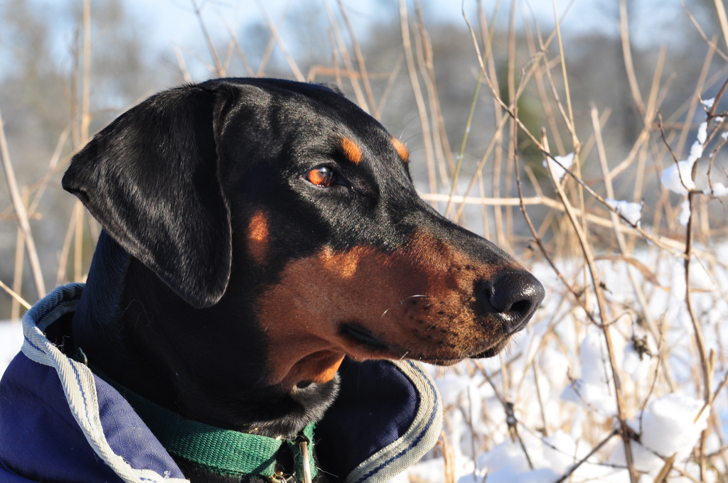 How well do Doberman do in Cold Weather?