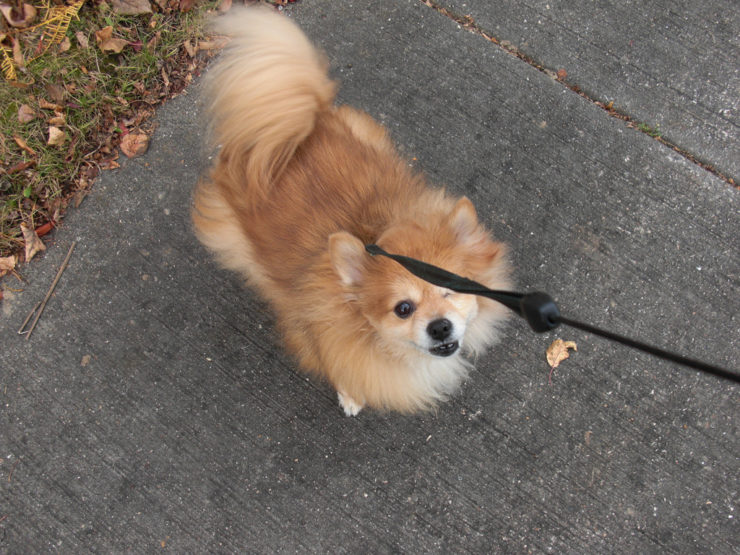 How much exercise a Pomeranian need a day?