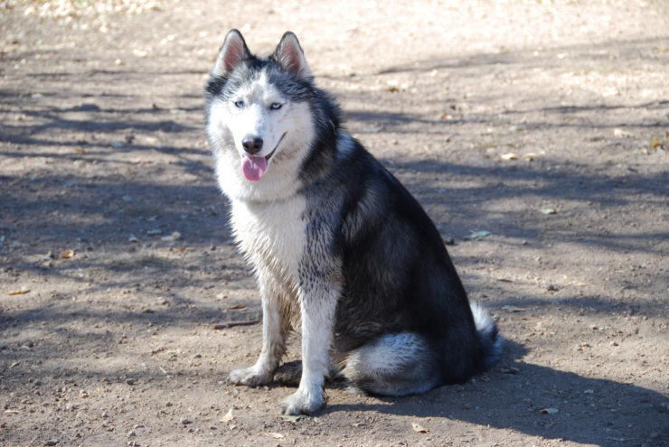 An unleashed Siberian Husky sitting on the ground