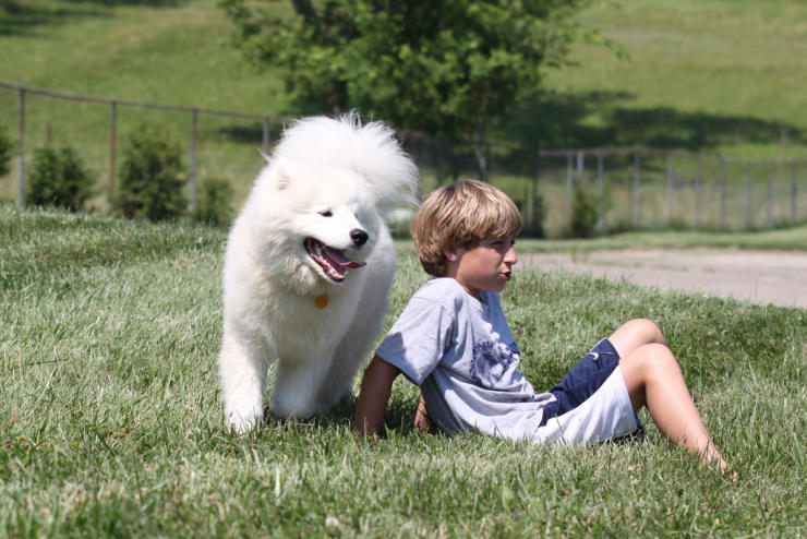 siberian samoyed dog breed