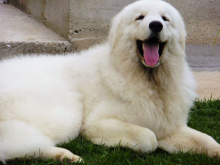 Kuvasz dog lying on the grass
