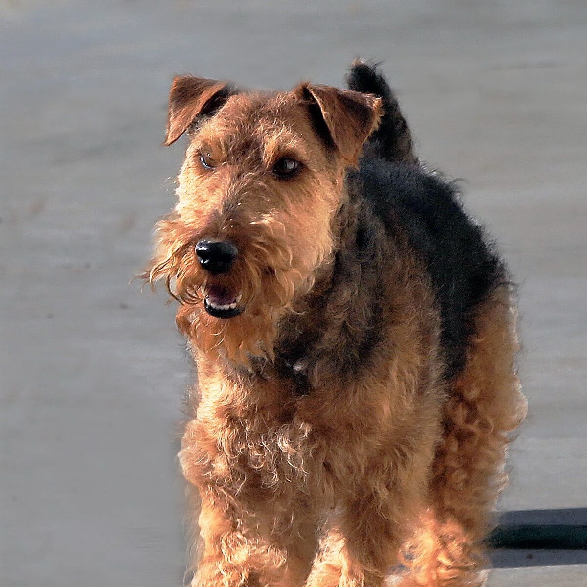 Airedale Terrier Vs Welsh Terrier What Is The Difference