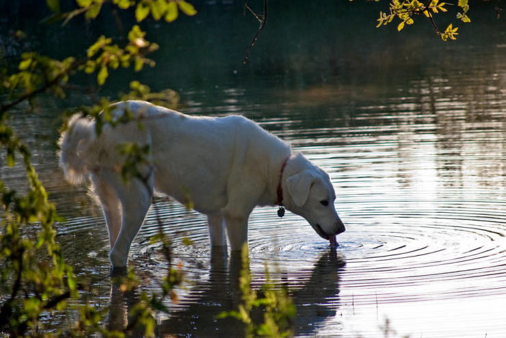 akbash dog drinking water from river