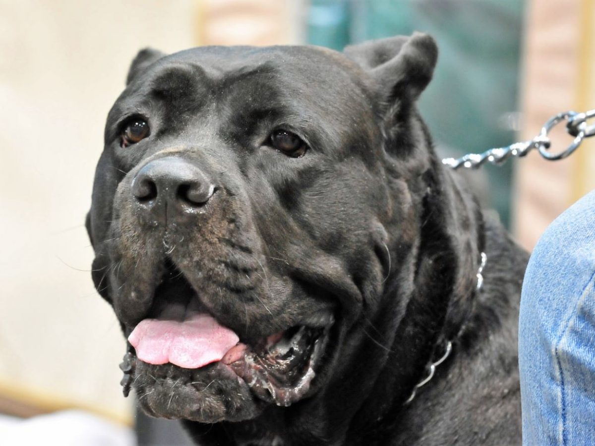 American Cane Corso Vs Italian Cane Corso Differences