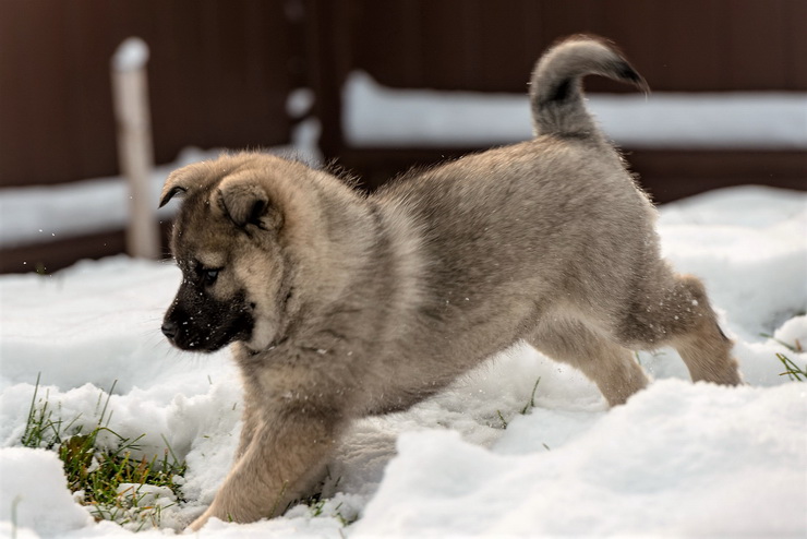 norwegian elkhound puppy in the snow