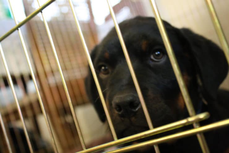 rottweiler cage photo