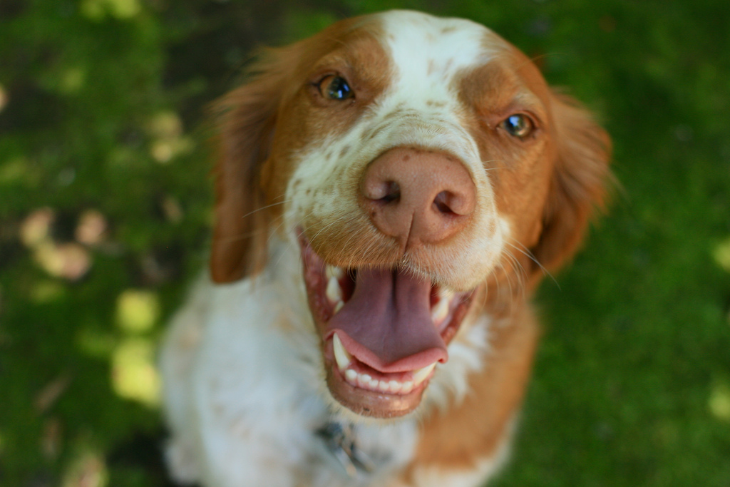 Brittany dog looking into the camera