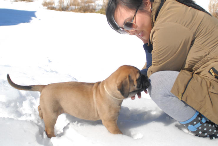 Bullmastiff puppy in a snow with its owner