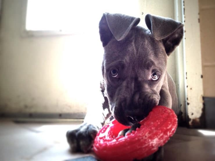 A Cane Corso puppy with a toy