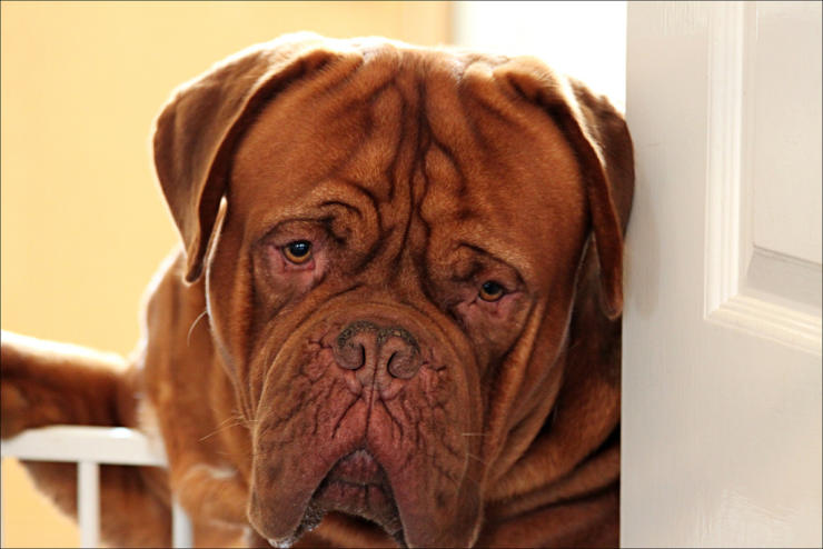 Dogue de Bordeaux portrait with sad eyes