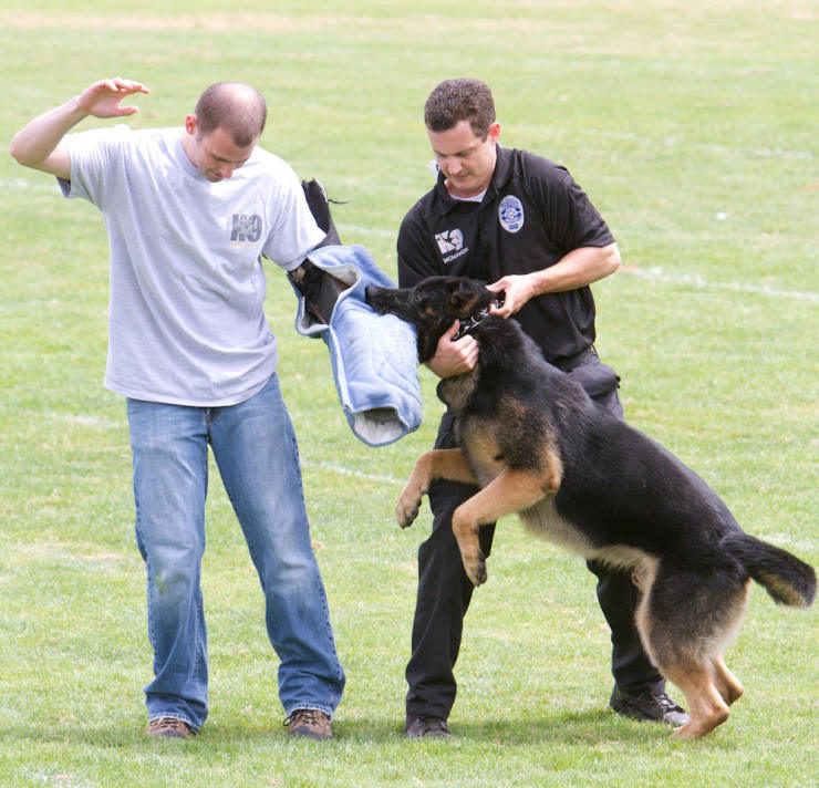 How to train my German Shepherd to be an executive protection dog?