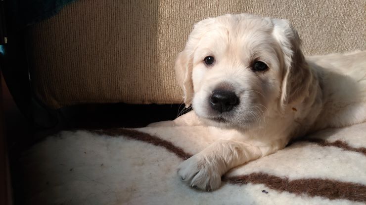 Golden Retriever puppy on its bed