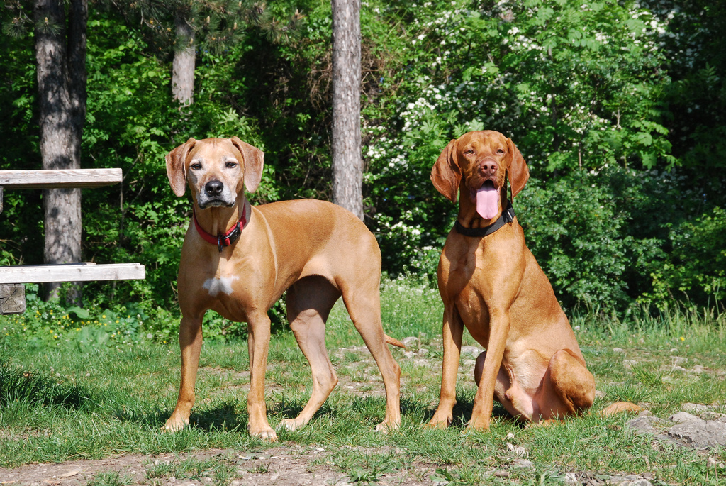 What are some similar dog breeds to a Rhodesian Ridgeback?