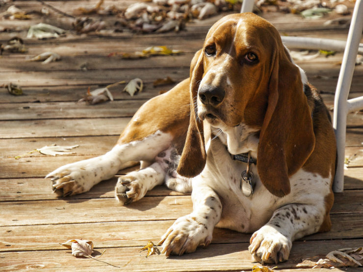 Basset Hound lying outside on a deck
