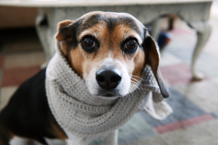 Beagle dog wearing a scarf