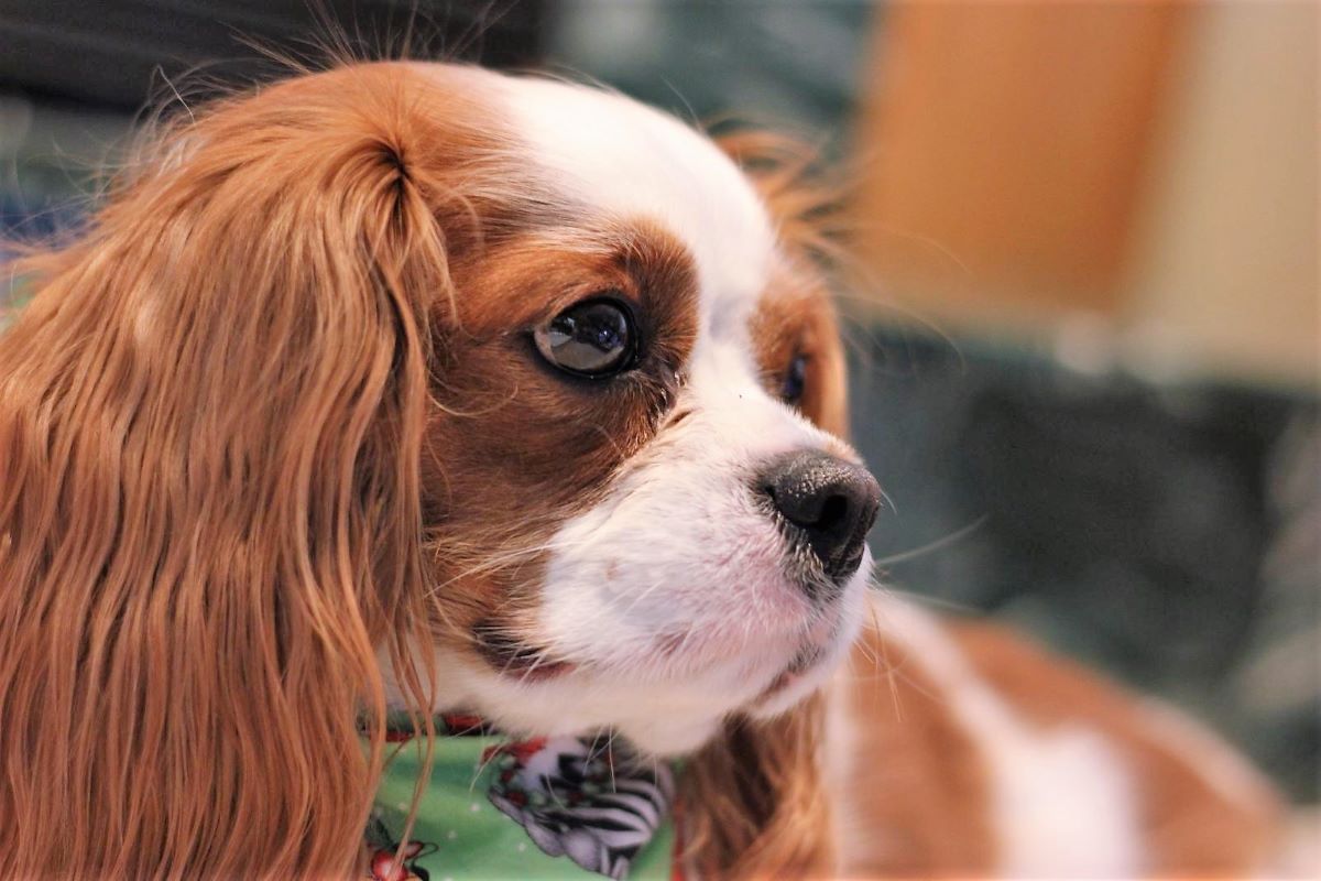 biggest cavalier king charles spaniel