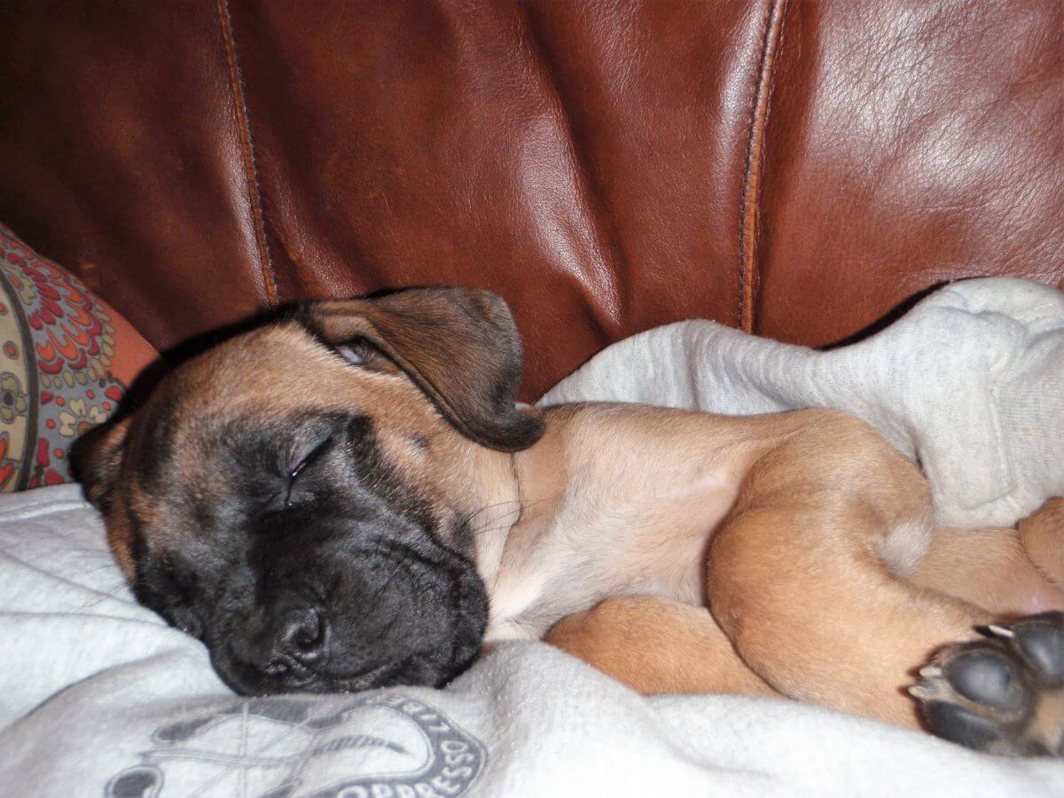 how much should english mastiff puppies weigh