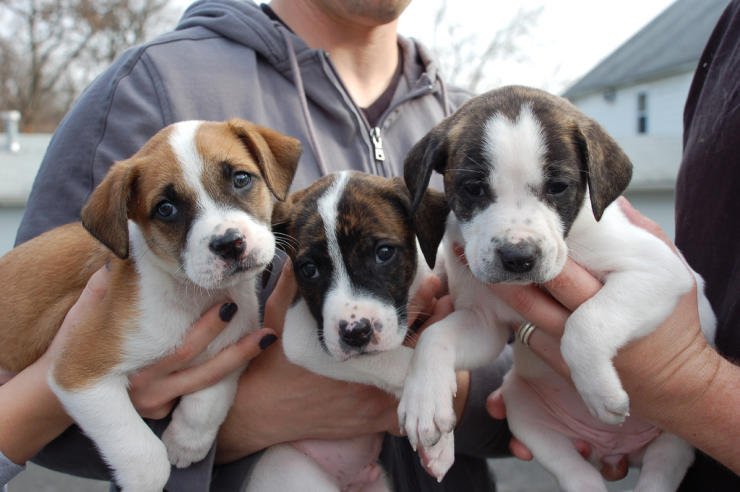 Pit bull puppies for sale on owner's hands