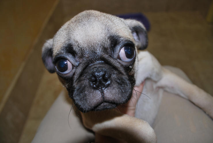 Pug dog looking into the camera