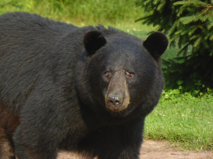 Will a caucasian mountain dog kill black bear?