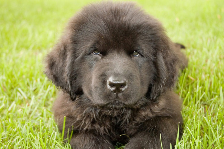 Newfoundland puppy in the grass