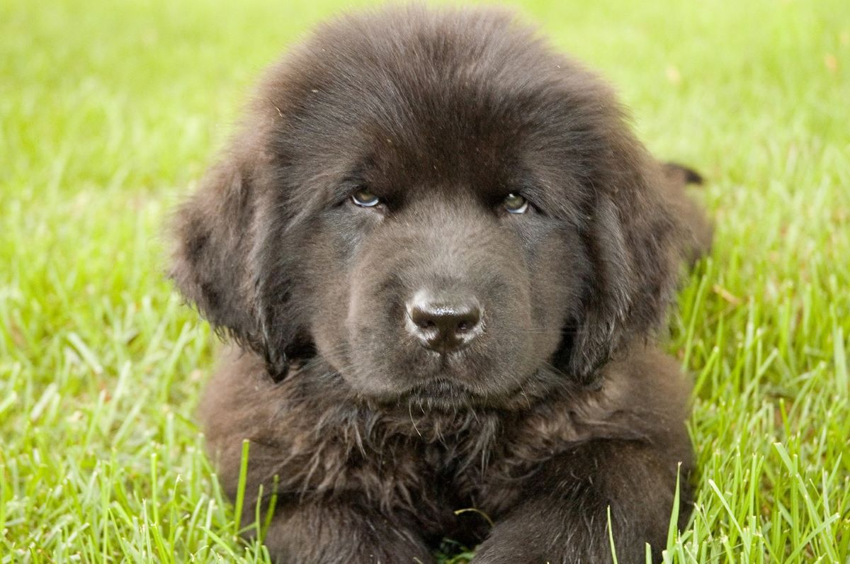 Size of a Newfoundland dog Monthly 
