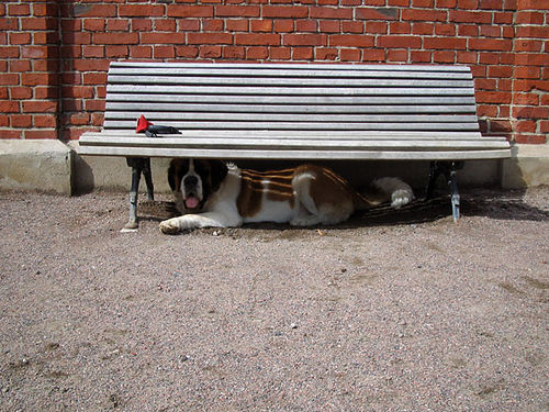 A Saint Bernard dog lying under the bench