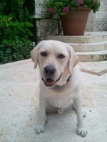 Caesar, Irina Shayk's dog
