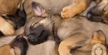 German Shepherd puppies litter