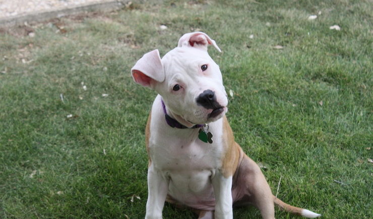 Pit Bull terrier puppy with floppy ears