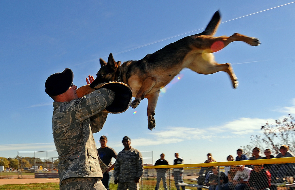 A shepherd dog with a strong bite force training