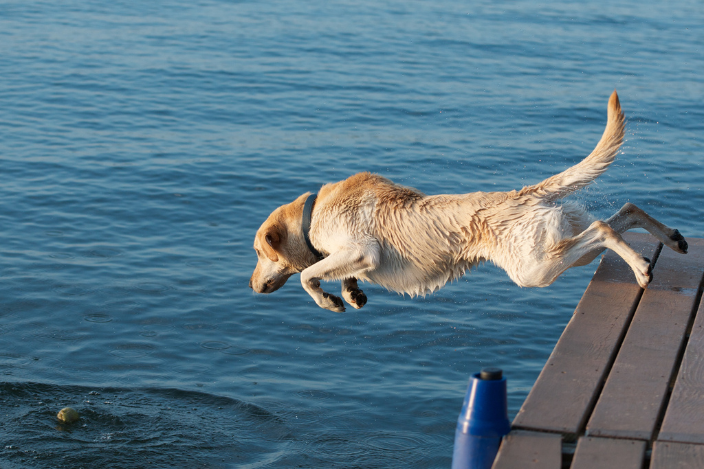 Labrador Retriever jumping into the river