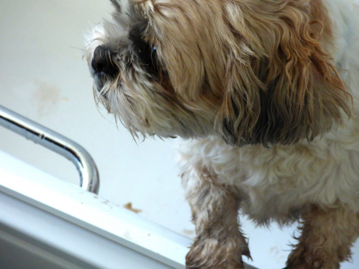 Shih Tzu dog taking a bath