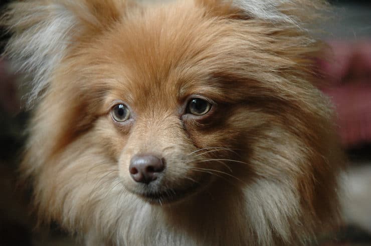 Pomeranian dog at her breeding Age
