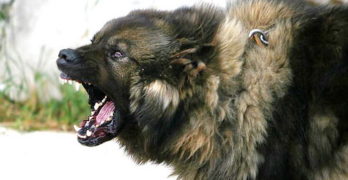 Russian Caucasian guard dog attacking